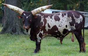 Watusi